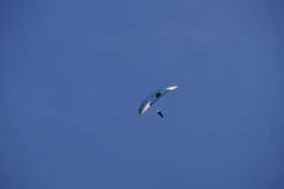 九游手游官网-全国青少年水上滑翔锦标赛天津盛大开幕，水上滑翔机价格